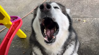 Tantrumthrowing Malamute Refuses To Go Potty When He Thinks Hes Getting A Bath [upl. by Okomot]