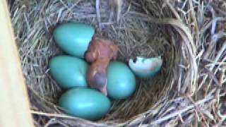 Baby Robin Hatching [upl. by Singh]