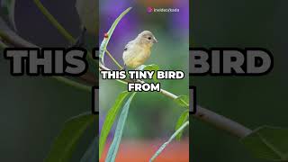 Rare birds in the world 🌎 billionaire fypシ゚viral facts kada rare birds birdslover m21 viral [upl. by Sanalda]