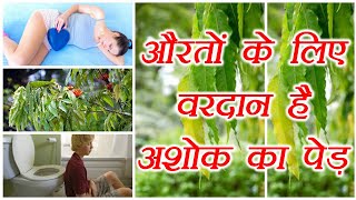 Ashoka tree Health Benefits  अशोक के पेड़ के फायदे  Boldsky [upl. by Dwinnell655]