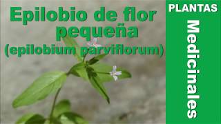 Epilobio de flor pequeña epilobium parviflorum [upl. by Etom845]