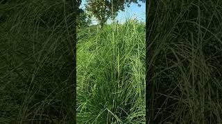 pampas grass plant [upl. by Nitsraek153]