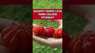 QUANTO TEMPO DEMORA PARA PRODUZIR PITANGA pitanga pomar agricultura [upl. by Margo]