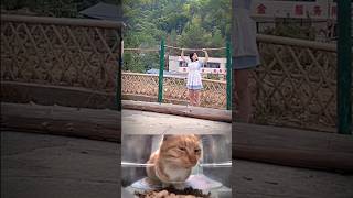 bro the maid is too strong haha😂cat funny explore memes bombastic viral shorts [upl. by Lorrimer]