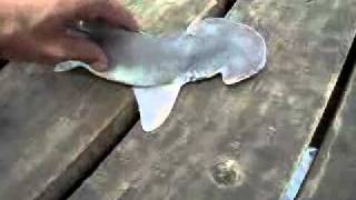 BABY HAMMERHEAD SHARK GALVESTON TX [upl. by Larok]