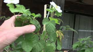 Rubus Benenden used in Breeding [upl. by Enitnatsnoc]