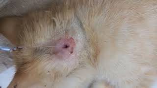 Botfly removal on kitten may not be suitable for those who do not want to see a larvae removed [upl. by Sirak]