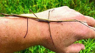 Stick Insect Saved amp The Missing Tree [upl. by Reeba]