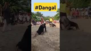 Dangal  Lalganj shorts dangal song ytshorts [upl. by Mencher]