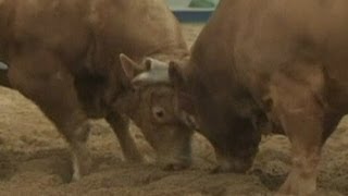 Bull fights another bull in South Korean bullfight [upl. by Latonia]