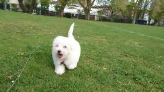 Coton de Tulear puppy diary  Week 3 Park [upl. by Anisah]