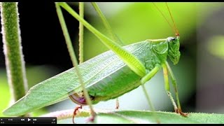 Understanding Insect Sounds Natures Orchestra [upl. by Comethuauc]