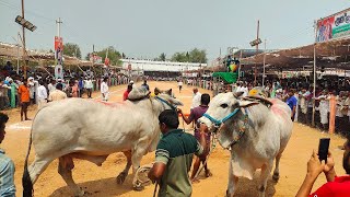 మేళ్లచెరువు సీనియర్స్ 3 జత SSBulls సజ్జ హాస్య చౌదరి గారు కూకట్పల్లి హైదరాబాద్ [upl. by Janot460]