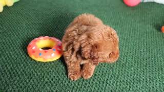 Micro Mini Goldendoodle Puppy Lex SD 480p [upl. by Hollyanne]