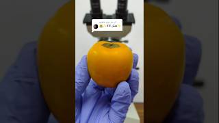 الكاكا تحت الميكروسكوب  Persimmon fruit under the microscope [upl. by Nossah]