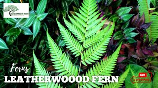 LEATHERWOOD FERN  TN NURSERY [upl. by Weil544]