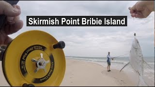 Dart and Whiting Fishing Skirmish Point Bribie Island [upl. by Armilda]