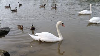 Majestic Swan amp Duck in 4K  Stunning Nature CloseUp  Relaxing Wildlife Footage 4K [upl. by Ailahk]