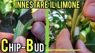 Innestare il limone linnesto a chipbudding [upl. by Yenttirb491]