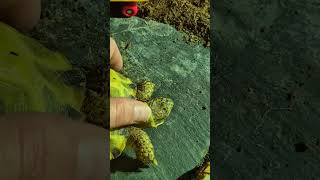 Trunky the Horsefield Tortoise love you Mama ‎veronikakoleva2372 videos love pets cute [upl. by Niad]