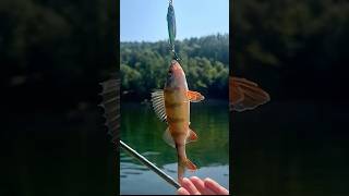 ⛰️ Mitraillette à Maquereaux 🎣 spedup youtubeshorts fishinggear lurefishing [upl. by Haridan]