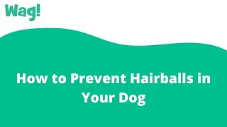 How to Prevent Hairballs in Your Dog  Wag [upl. by Brackely]