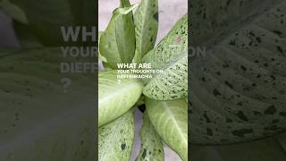 Dieffenbachia Yours Thoughts on This Houseplant plants [upl. by Orvil]