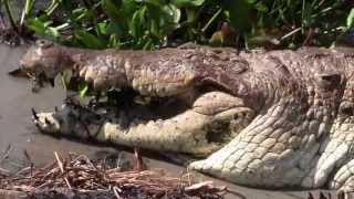 Largest Caiman del Orinoco in captivity close to 5 mt long Puerto Miranda Guarico Venezuela [upl. by Eirene408]