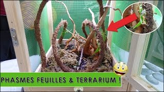 PHASME FEUILLE AMÉNAGEMENT TERRARIUM  EUBLEPHARIS [upl. by Fang299]