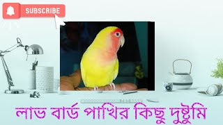 🦜love birds so cute birds 🦜 subscribe my channel birdsparrotyoutube 🤗🤗🤗 [upl. by Notnroht]