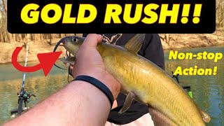 GOLD RUSH NONSTOP CATFISH ACTION Day 2 seeking HOOK BENDER HARRY [upl. by Maurizio]