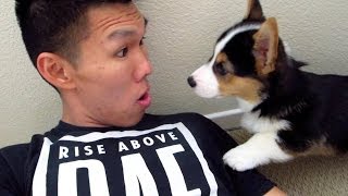 FUNNY CORGI STARING CONTEST  Life After College Ep 330 [upl. by Rox124]