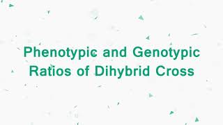 Phenotypic and Genotypic ratios of dihybrid cross from heridity and evolution for class 10 [upl. by Lezned314]