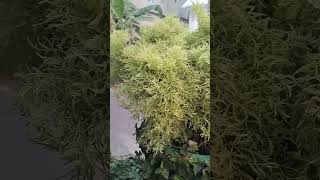 Polyscias fruticosa Evergreen shrub with spreading [upl. by Eeltrebor]