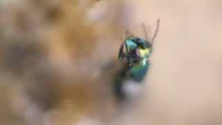 Complete Parasitoid Emergence Timelapse and Video [upl. by Assirim]