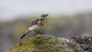 Fieldfare  The Isle of May  Fife  30092024 [upl. by Torr355]