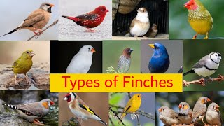 17 types of Finches  Species of Finches [upl. by Greff]