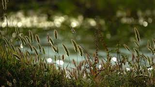 Waldgeräusche ohne Musik zum Einschlafen  Vogelgezwitscher Natur 30 Minuten AMSR  Forest Sounds [upl. by Jecoa]