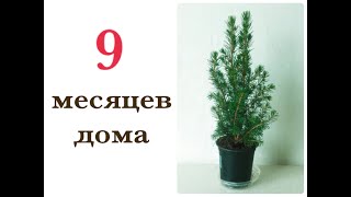 Елочка Picea glauca Conica  Пицея глаука Коника  9 месяцев в домашних условиях [upl. by Luoar854]