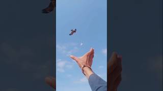 The falcon attack pigeon par the peregrine falcon pigeon bird birdslover shorts youtubeshorts [upl. by Elish]