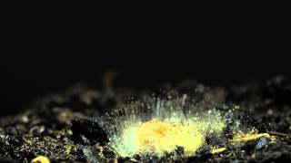 Soil Fungi Time Lapse [upl. by Bronny681]