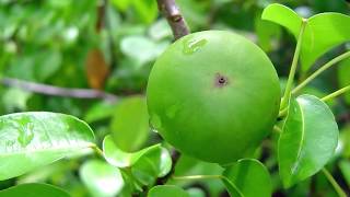 दुनियाँ का सबसे जहरीला पेड़  World Most Poisonous Tree  The Manchineel Tree  In Hindi [upl. by Kwok]