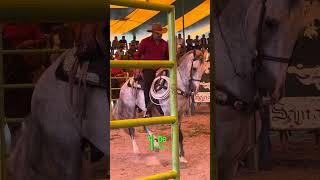 Así pasa a bailar el caballo 🐴 de Rogelio Garnica 🐎✨YopeMaldito🤠 caballos fiestas viral [upl. by Anitnoc]