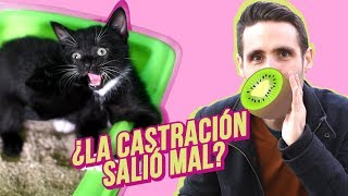 ¿Por qué mi gato sigue haciendo ESO después de la castración 🥝😾 [upl. by Gnet]