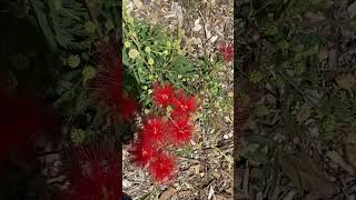 Calliandra Haematocephala  Powder Puff Flower [upl. by Bergmans]