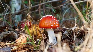 Paddenstoelen in het Mastbos [upl. by Faith]