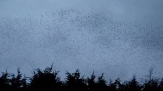 Starling murmuration over Kettering General HospitalWindermere road [upl. by Philipp]