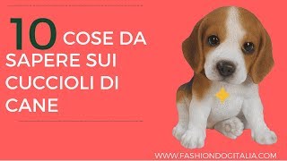 10 cose che devi sapere sui cuccioli di cane [upl. by Arehc]