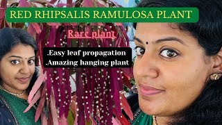 RED RHIPSALIS RAMULOSA PLANT care and propagation tips amazingplants rareplants catus gardening [upl. by Meehyr]