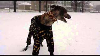 Greyhound in Pajamas Playing in Snow [upl. by Gwenni]